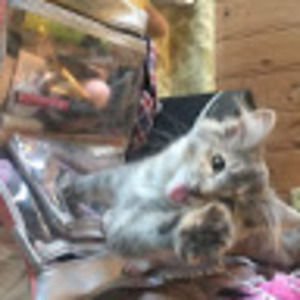 Meet your Posher, Kira